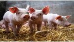 猪企发布3月产销数据 猪价下行影响收入